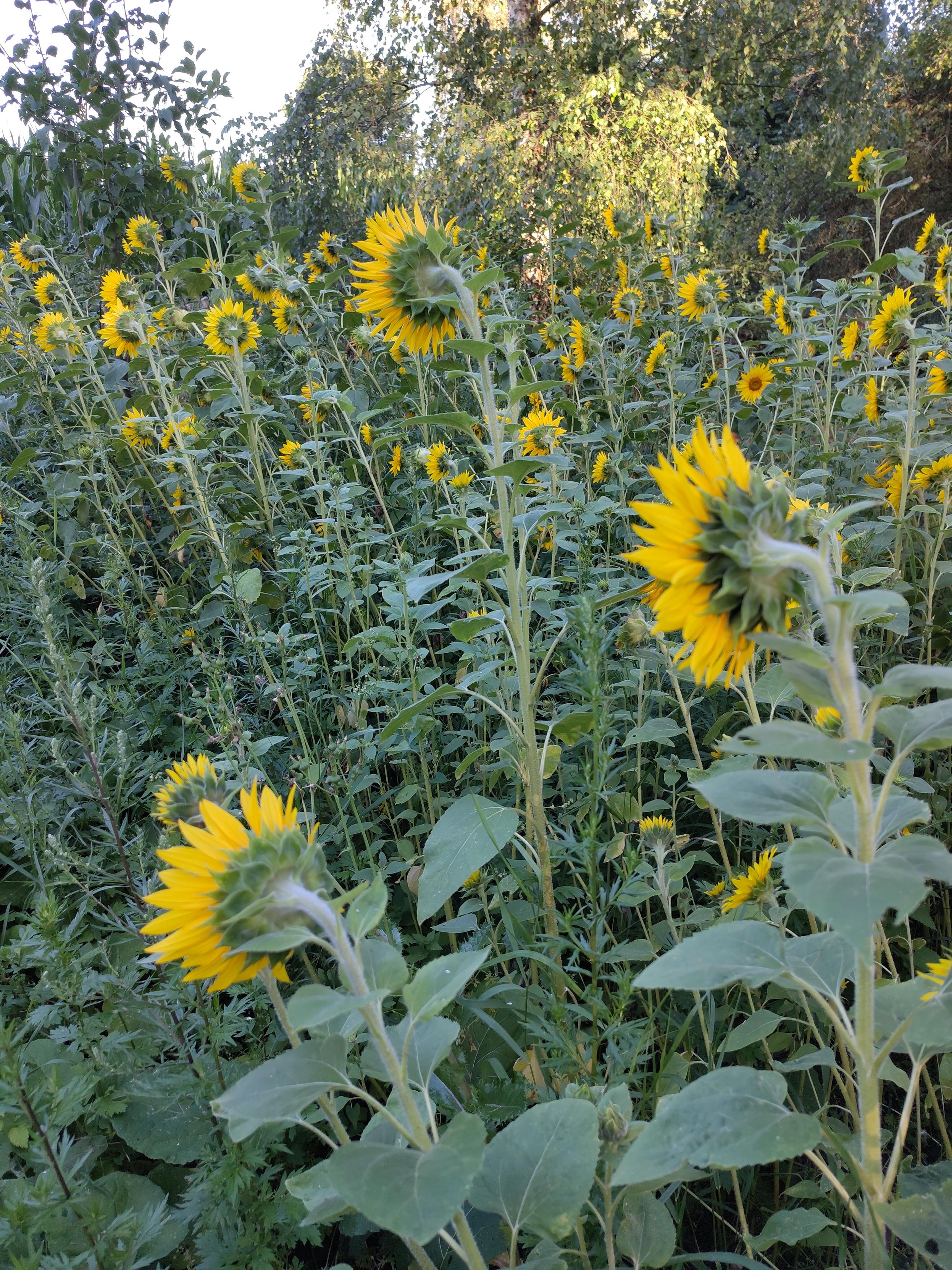 Sonnenblumenfeld auf dem Grundstück.