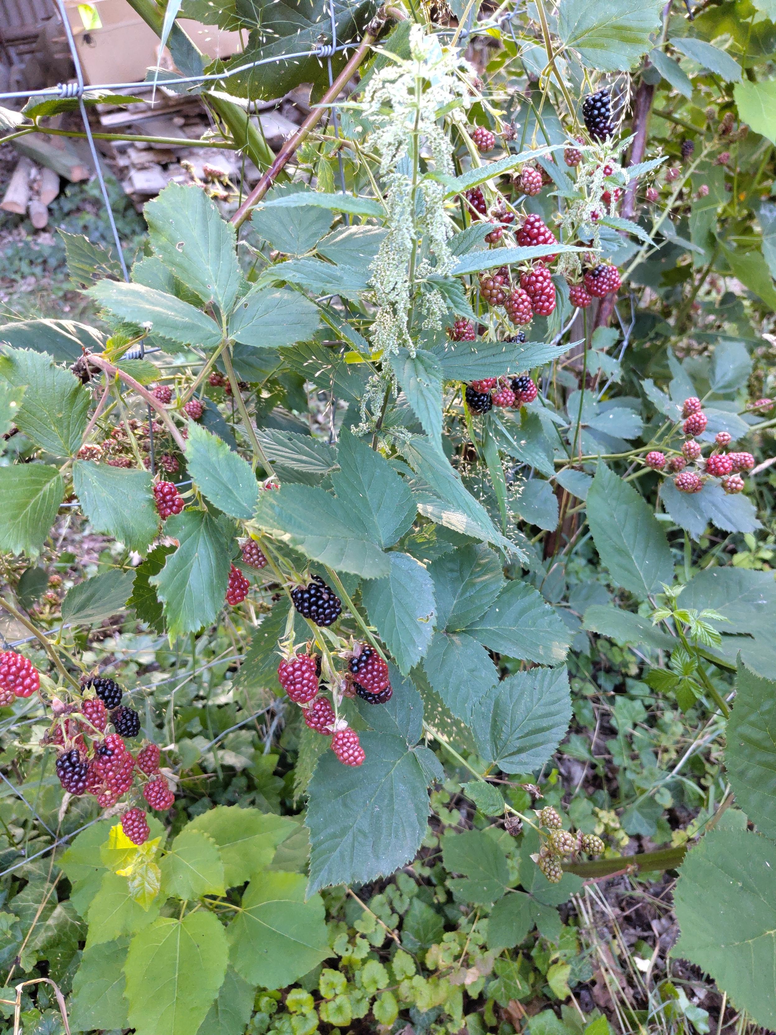 Brombeerhecke